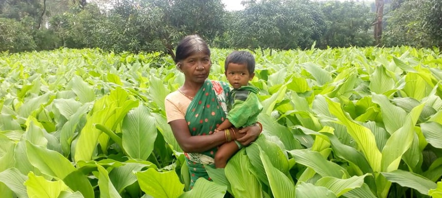 Tribal farmers of Kandhamal, Odisha with organic turmeric harvest