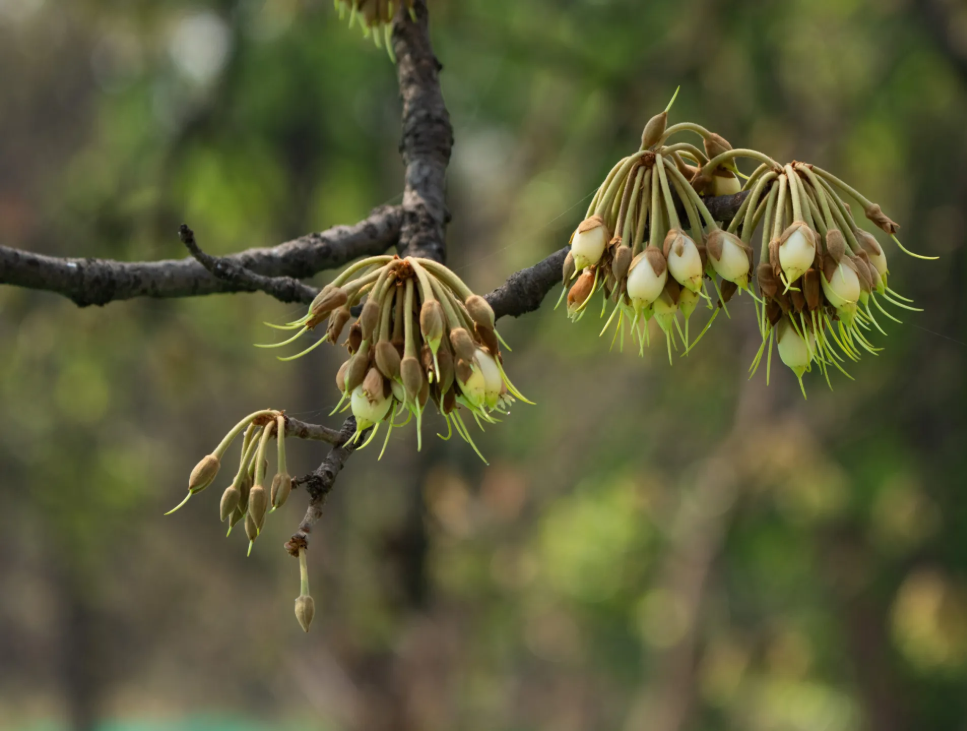 Roasted Mahua Flowers 150g — wild-harvested tribal sweet